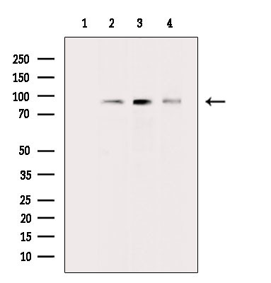 Phospho-RSK2 (Ser227) Antibody in Western Blot (WB)