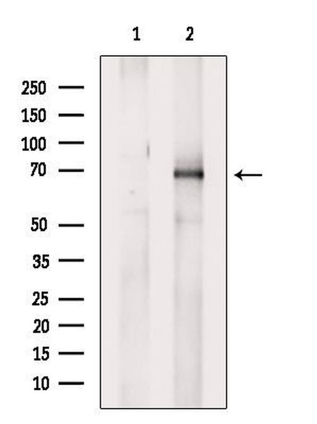 Phospho-Ezrin (Tyr353) Antibody in Western Blot (WB)