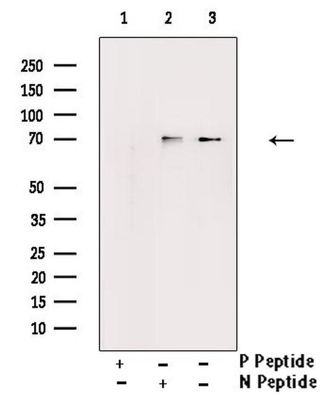 Phospho-Ezrin (Tyr478) Antibody in Western Blot (WB)