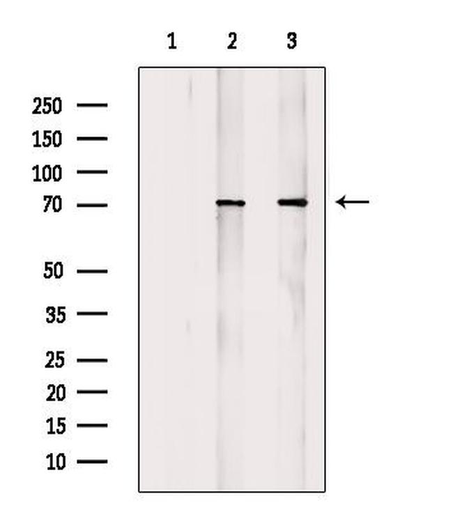 Phospho-ATF2 (Thr69, Thr51) Antibody in Western Blot (WB)