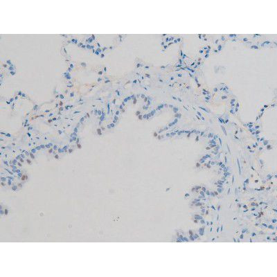 Phospho-Connexin 43 (Ser368) Antibody in Immunohistochemistry (Paraffin) (IHC (P))