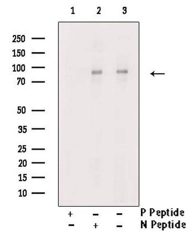 Phospho-PI3K p85 alpha (Tyr607) Antibody in Western Blot (WB)