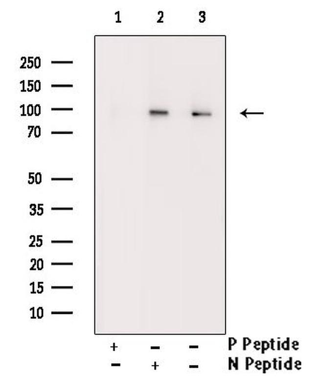Phospho-KV2.1 (KCNB1) (Ser805) Antibody in Western Blot (WB)