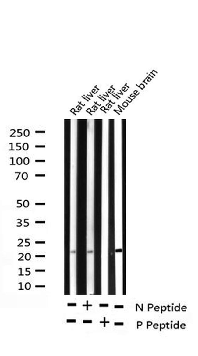 Phospho-BAD (Ser118) Antibody in Western Blot (WB)