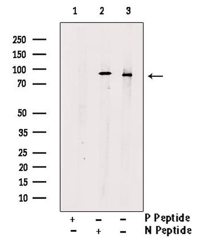 Phospho-PI3K p85 alpha (Tyr508) Antibody in Western Blot (WB)