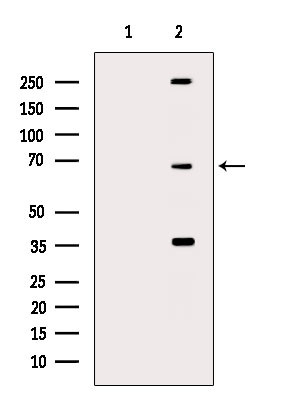 Phospho-SRF (Ser103) Antibody in Western Blot (WB)