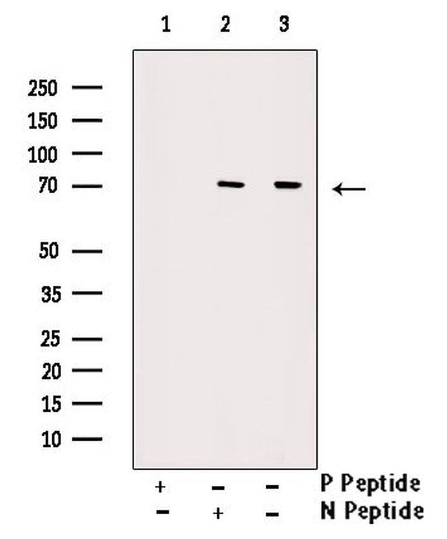 Phospho-Ku70 (Ser520) Antibody in Western Blot (WB)