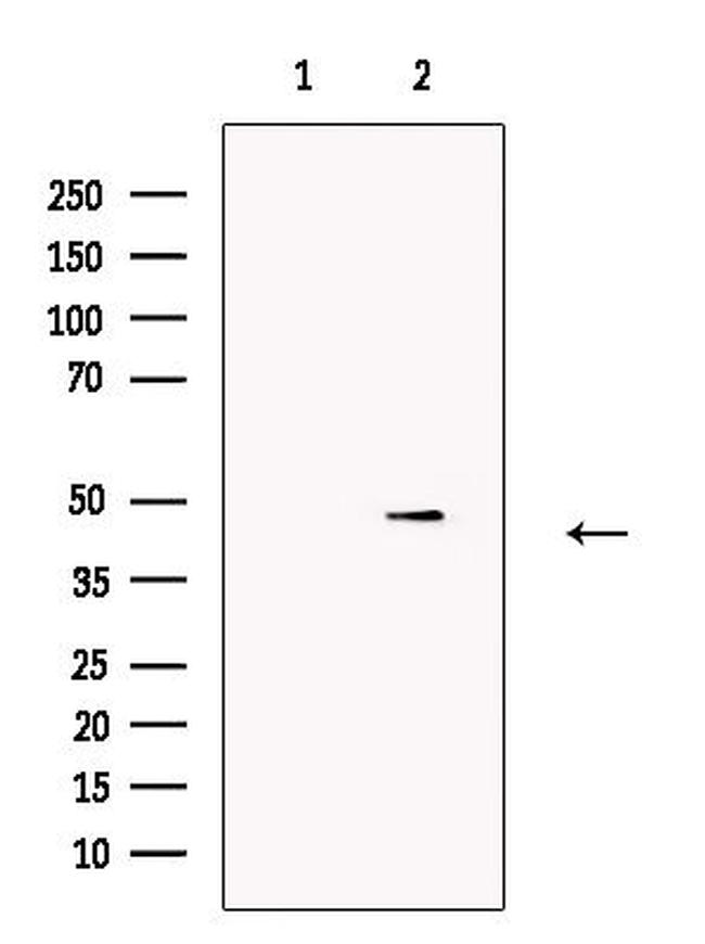Caspase 9 (Cleaved Asp330) Antibody in Western Blot (WB)