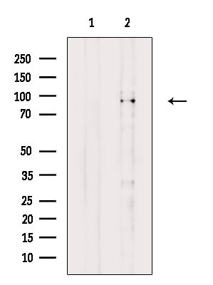 Phospho-Cdc5L (Tyr232) Antibody in Western Blot (WB)