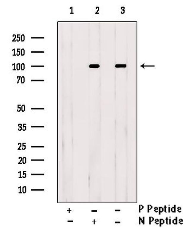 Phospho-Cdc5L (Tyr232) Antibody in Western Blot (WB)