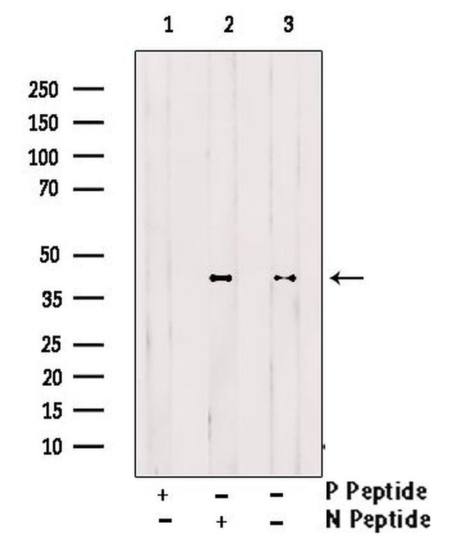 Phospho-CREB (Thr100) Antibody in Western Blot (WB)