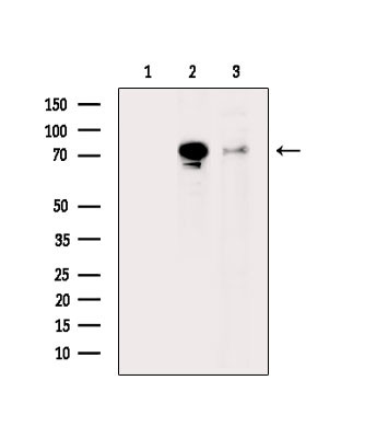 Phospho-Synapsin 1 (Ser427) Antibody in Western Blot (WB)