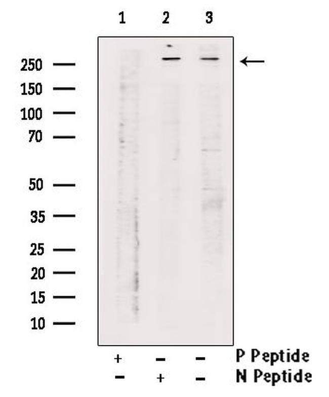 Phospho-RNA pol II CTD (Tyr145) Antibody in Western Blot (WB)