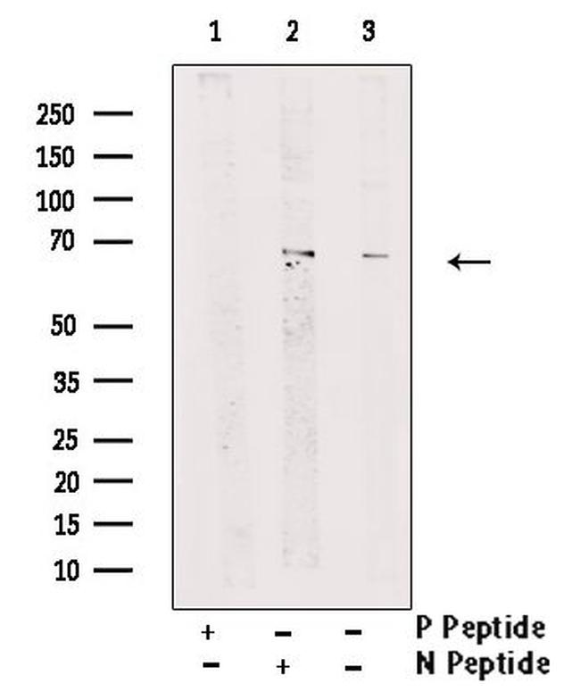 Phospho-Nrf2 (Ser344) Antibody in Western Blot (WB)