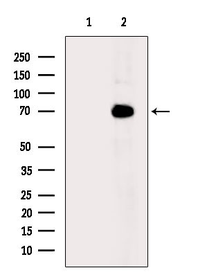 DNAJC2 Antibody in Western Blot (WB)