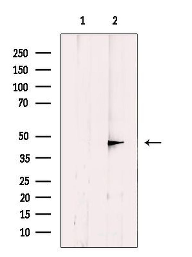 DNAJB14 Antibody in Western Blot (WB)