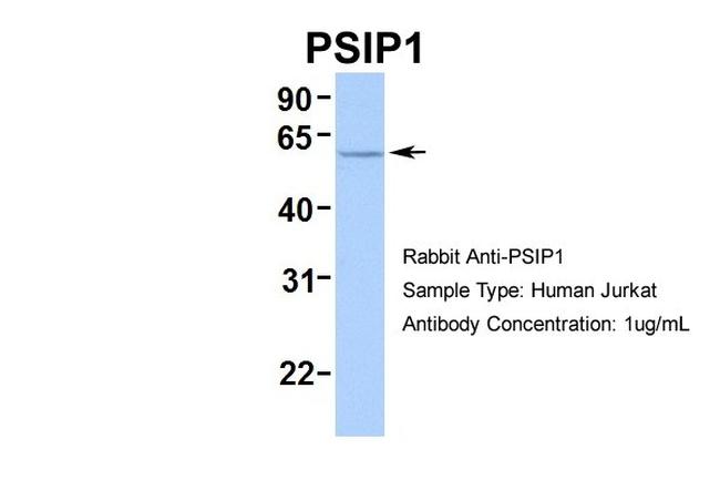 PSIP1 Antibody in Western Blot (WB)