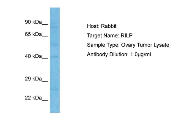 RILP Antibody in Western Blot (WB)