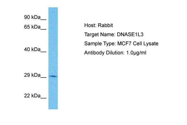 DNASE1L3 Antibody in Western Blot (WB)