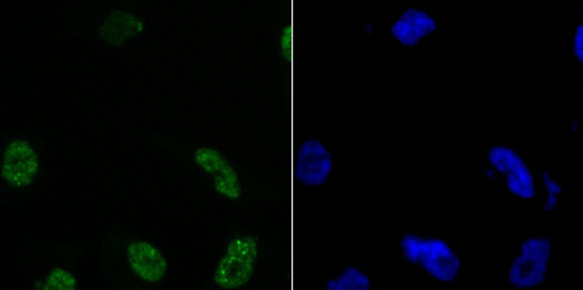 Histone H3.1 Antibody in Immunocytochemistry (ICC/IF)