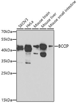 BCCIP Antibody in Western Blot (WB)