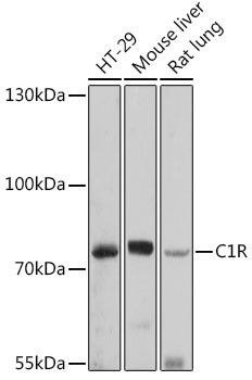 C1r Antibody in Western Blot (WB)