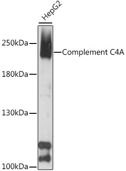 Complement C4a Antibody in Western Blot (WB)