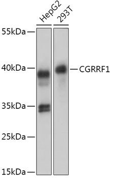CGRRF1 Antibody in Western Blot (WB)