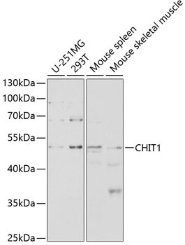 CHIT1 Antibody in Western Blot (WB)