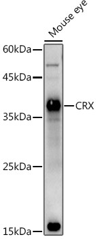 CRX Antibody in Western Blot (WB)