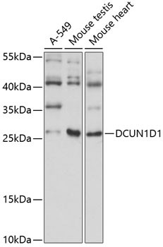 DCUN1D1 Antibody in Western Blot (WB)