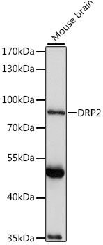 DRP2 Antibody in Western Blot (WB)