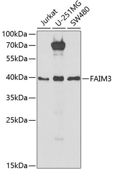 FAIM3 Antibody in Western Blot (WB)
