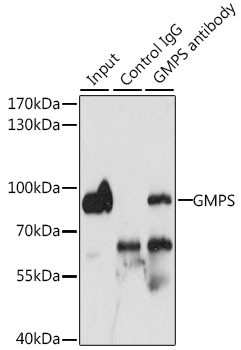 GMPS Antibody in Immunoprecipitation (IP)