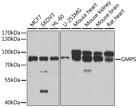 GMPS Antibody in Western Blot (WB)