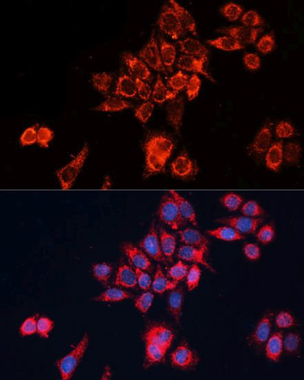 GNAI2 Antibody in Immunocytochemistry (ICC/IF)