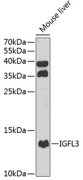 IGFL3 Antibody in Western Blot (WB)