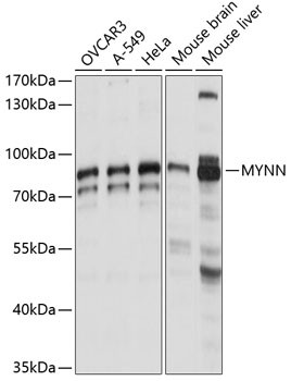 MYNN Antibody in Western Blot (WB)