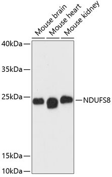 NDUFS8 Antibody in Western Blot (WB)