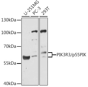PI3K p55 gamma Antibody in Western Blot (WB)