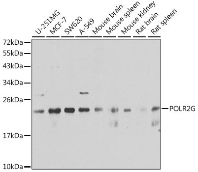 POLR2G Antibody in Western Blot (WB)
