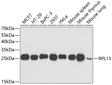 RPL13 Antibody in Western Blot (WB)