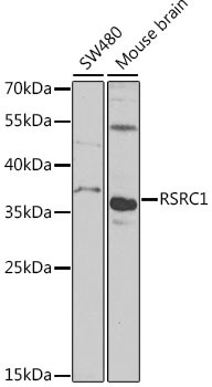 RSRC1 Antibody in Western Blot (WB)