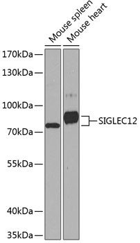 SIGLEC12 Antibody in Western Blot (WB)
