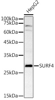 SURF4 Antibody in Western Blot (WB)