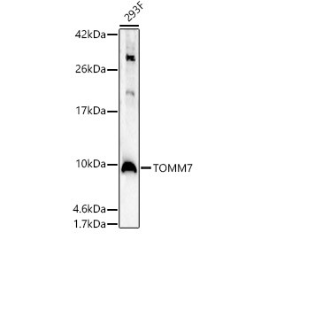TOMM7 Antibody in Western Blot (WB)