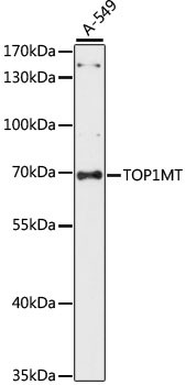 TOP1MT Antibody in Western Blot (WB)