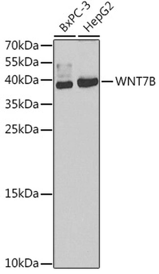WNT7B Antibody in Western Blot (WB)
