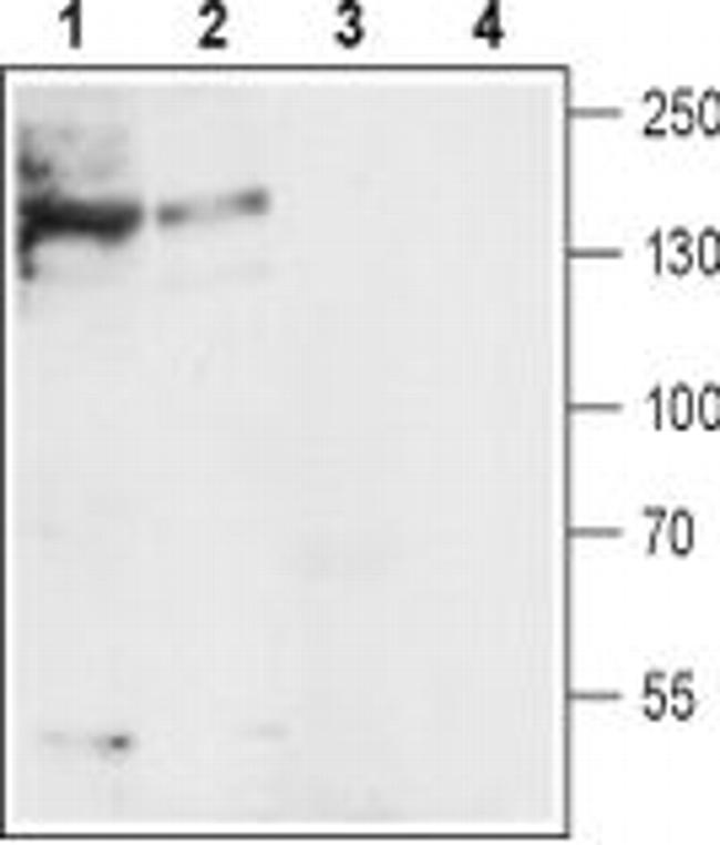 SLC8A1 Antibody in Western Blot (WB)