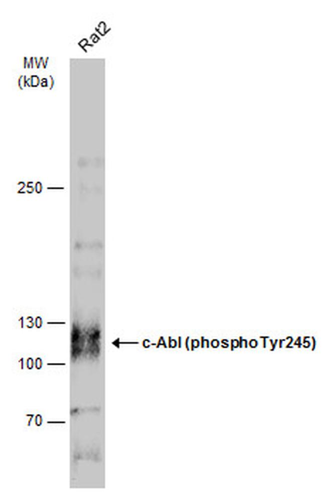 Phospho-c-Abl (Tyr245) Antibody in Western Blot (WB)